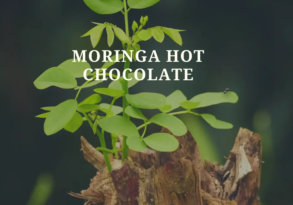 The Moringa Hot Chocolate Amazing Health Benefits And Recipe